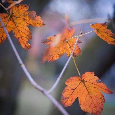 澳门新葡澳京下载手机版